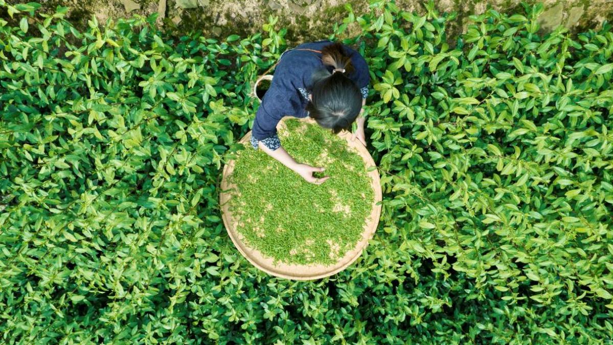 Dongting Mountain Tea Farms & Markets Dongting Mountain Tea Farms & Markets
